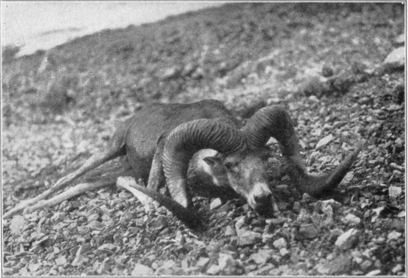 A dead karelini lying on gravel on a slope, with snow in the background.