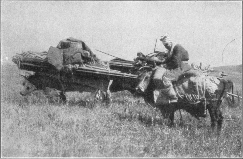 Two Ox, one dragging a load and the other carrying a woman.