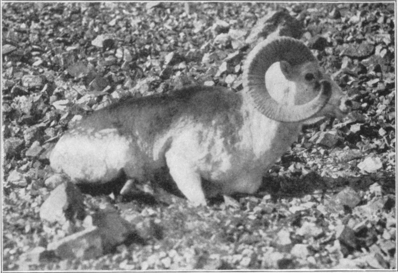 An ovis poli from the side on a stoney ground.