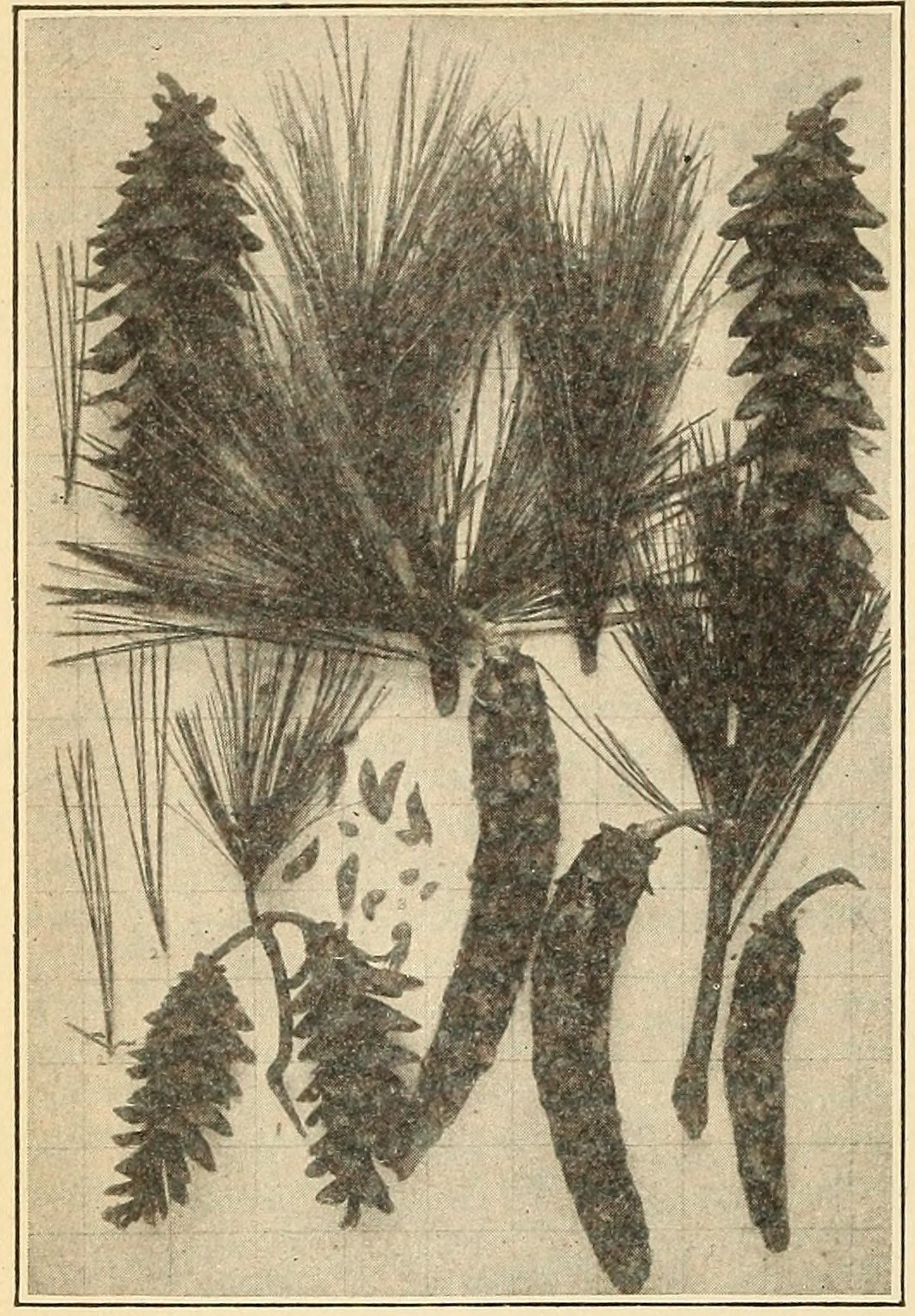 White pine (Pinus strobus), leaves and cones.