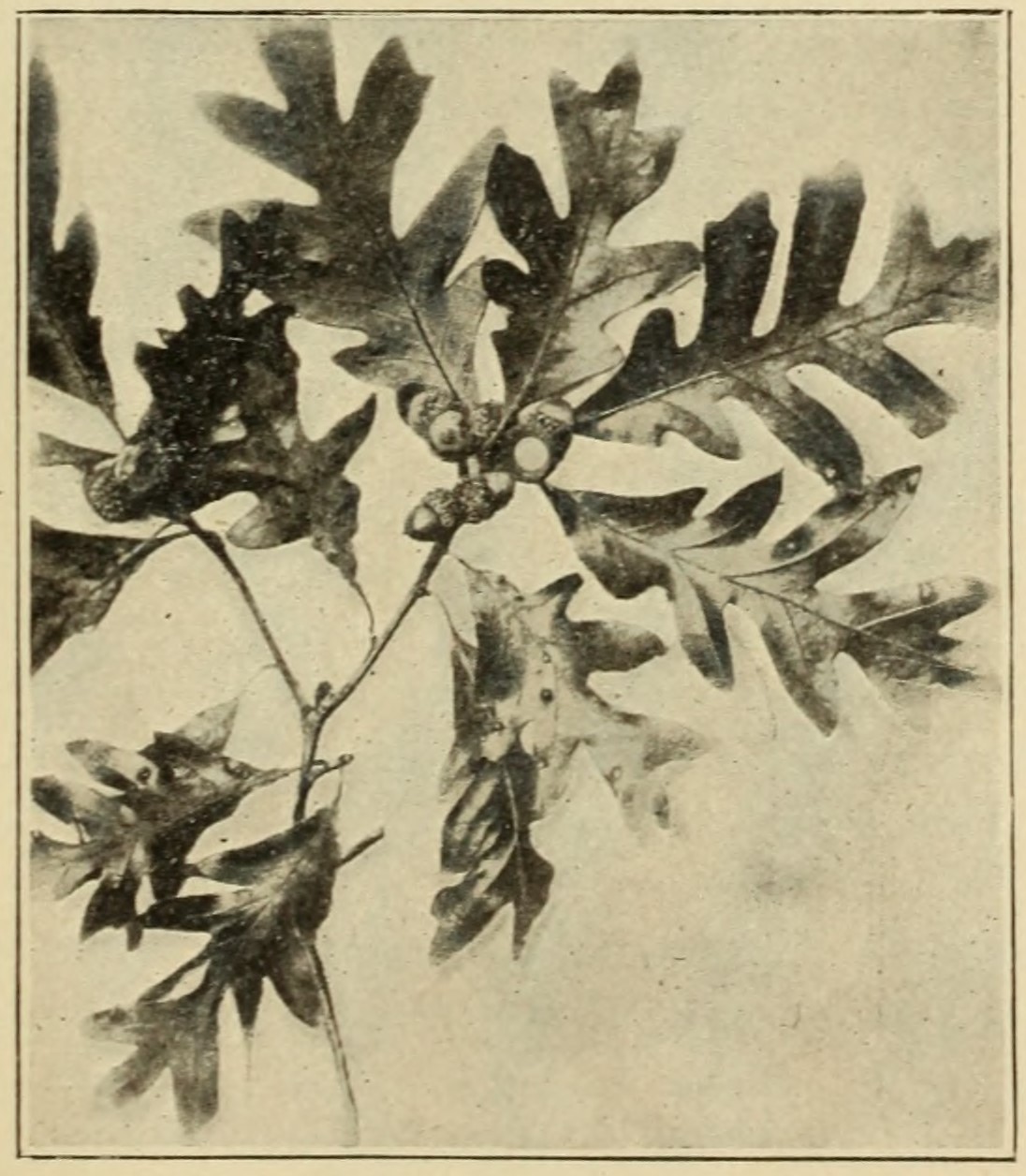 White oak (Quercus alba), leaves                         and acorns.