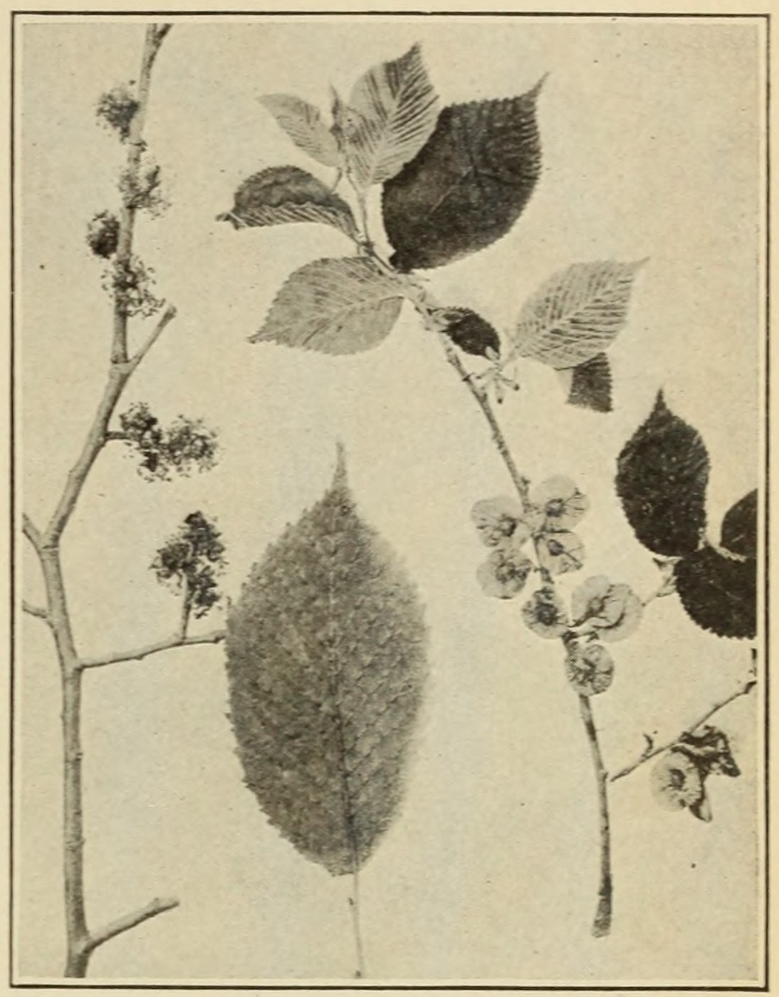 Slippery elm (Ulmus pubescens),                         leaves, flowers, and fruits.