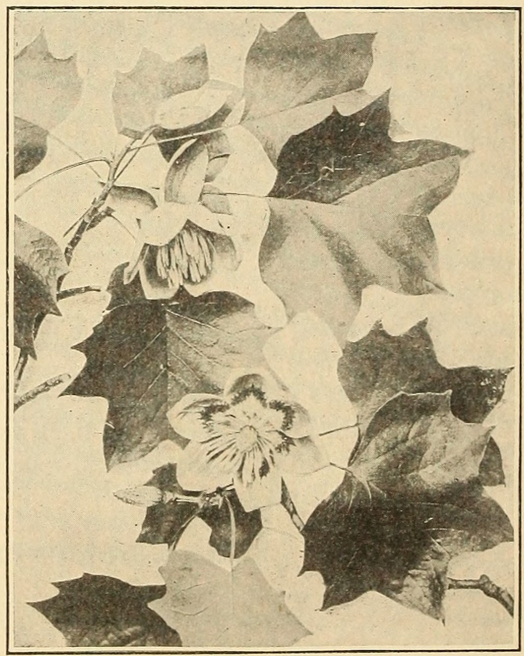 Tulip-poplar (Liriodendron tulipifera),                         leaves, flowers, and fruit.