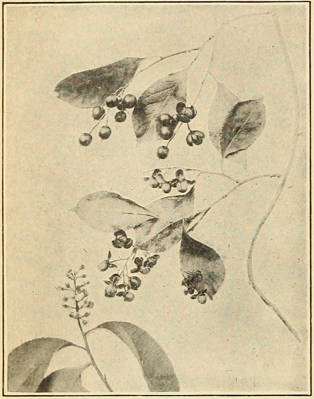 False bittersweet (Celastrus scandens),                     leaves, flowers, and fruits.
