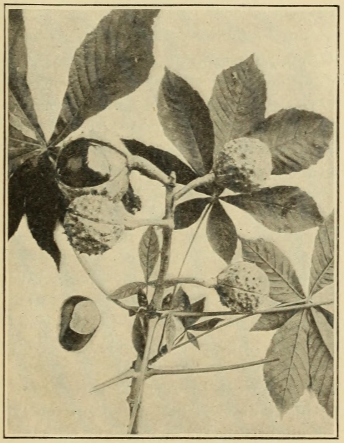 Horse-chestnut (Aesculus hippocastanum),                     leaves and fruits.