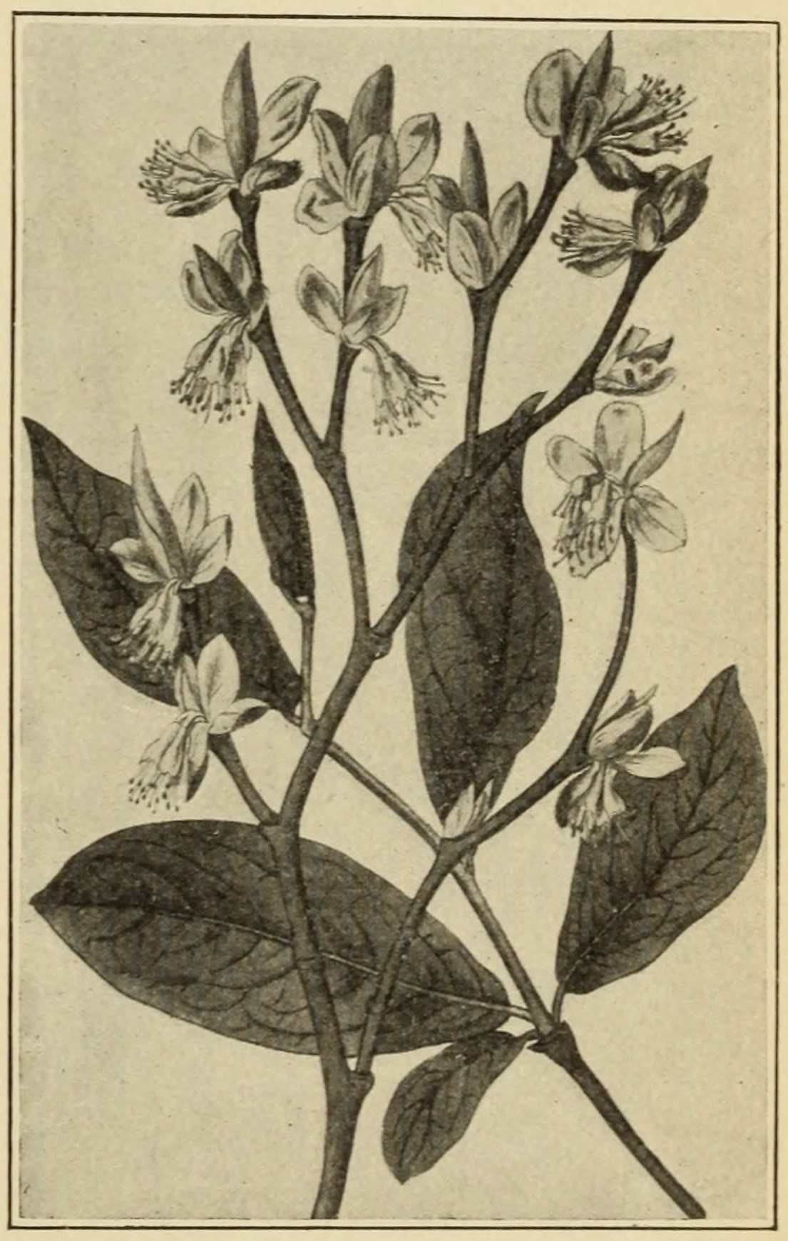 Moosewood (Dirca palustris), leaves and flowers. (From Edwards’s Botanical Register.)