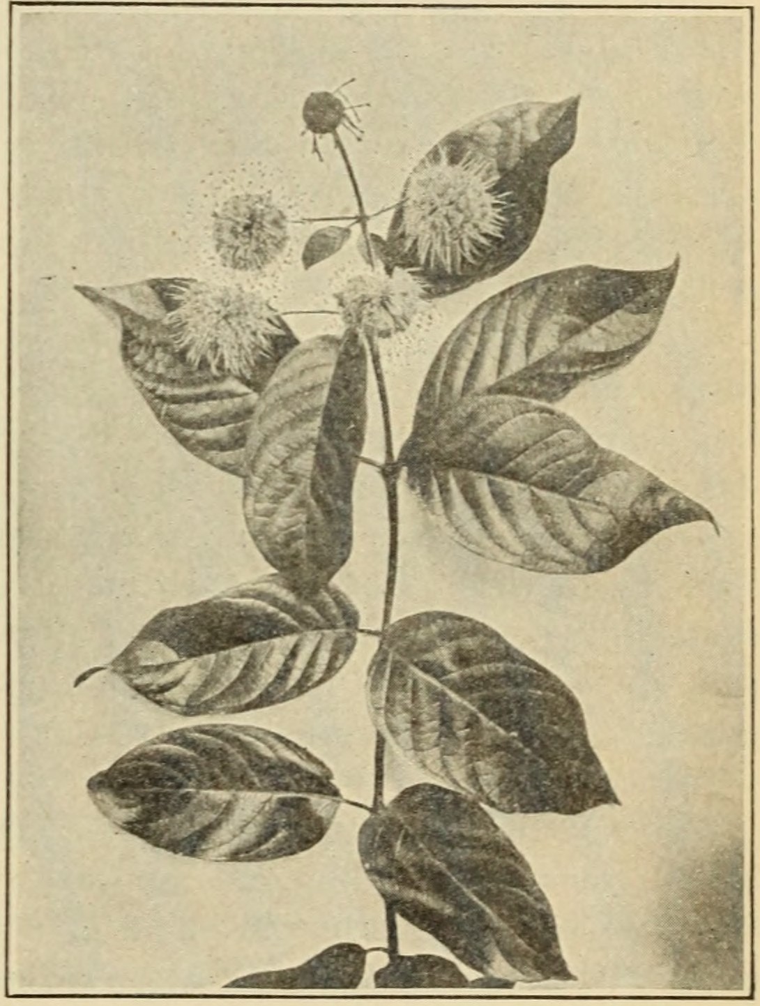 Buttonbush (Cephalanthus occidentalis),                     leaves and flowers.