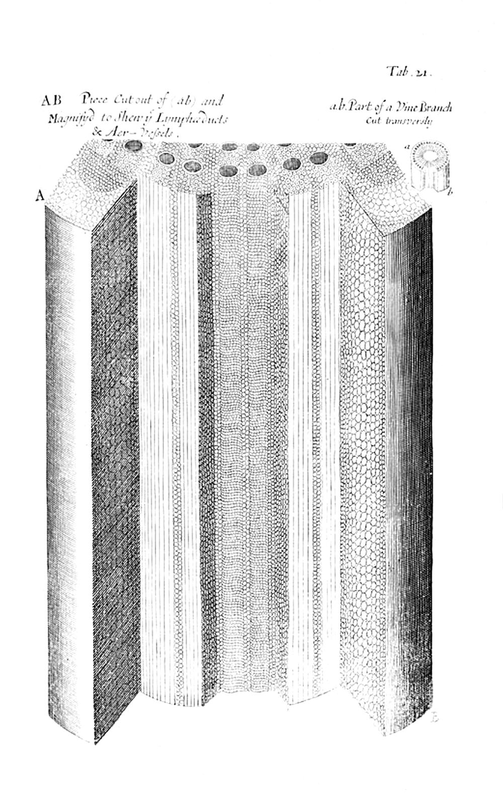Tab 21