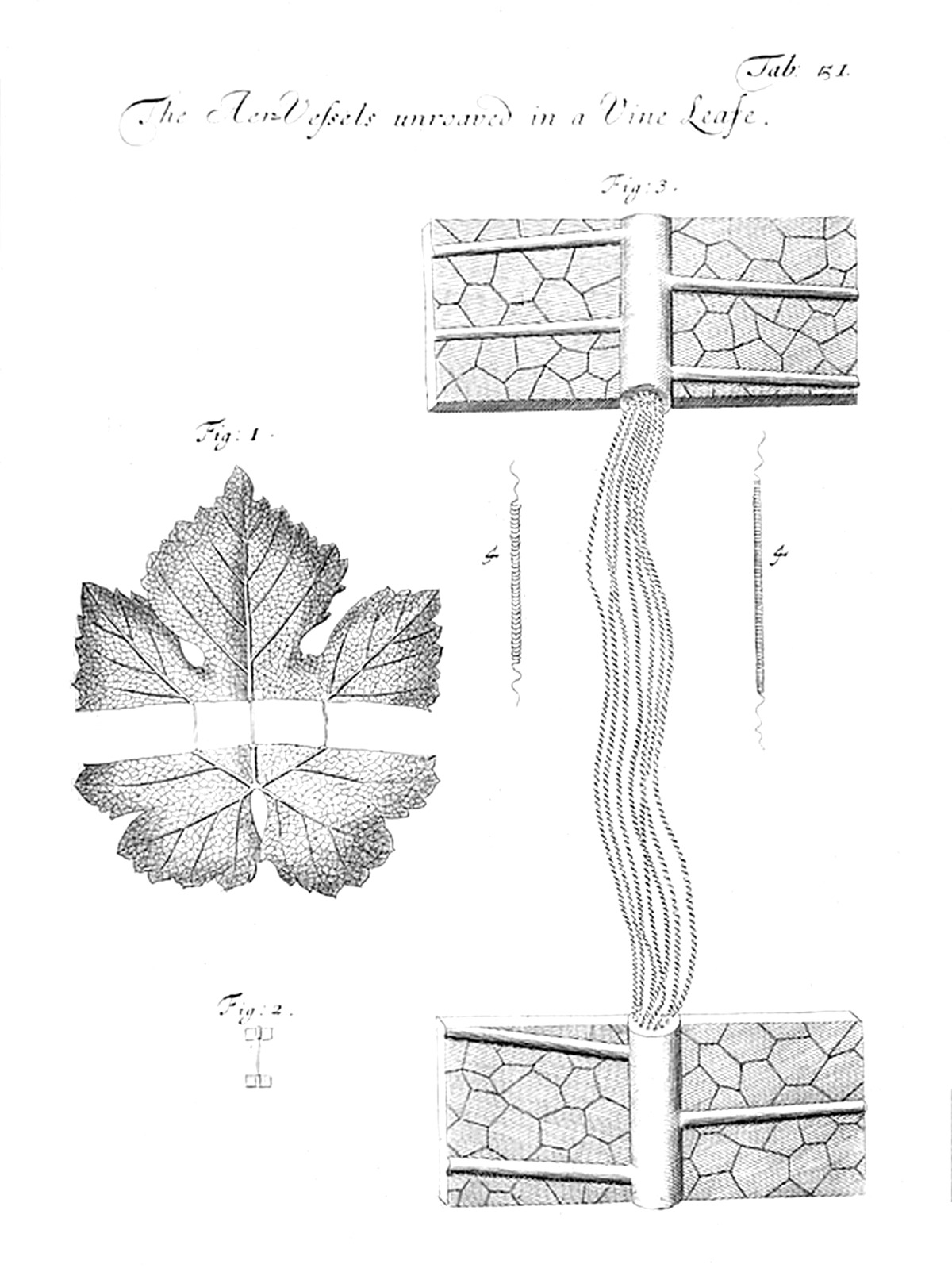 Tab 51