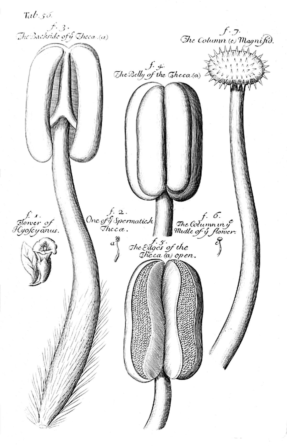 Tab 56