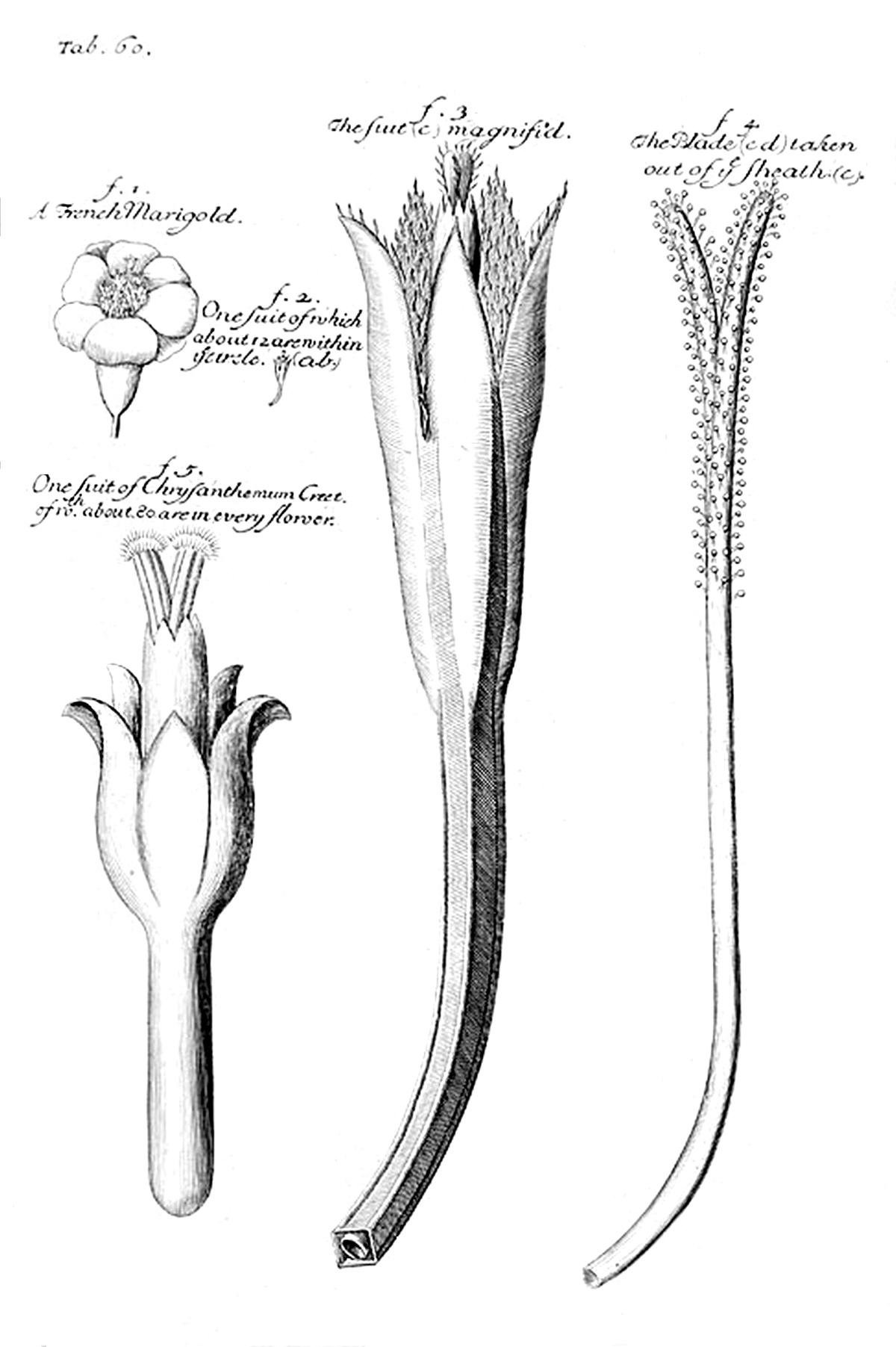 Tab 60