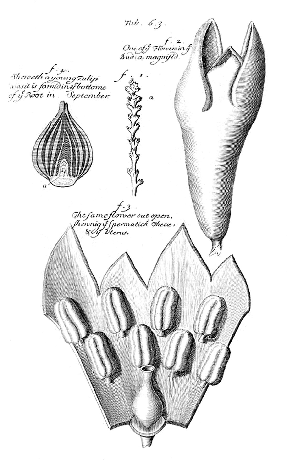 Tab 63