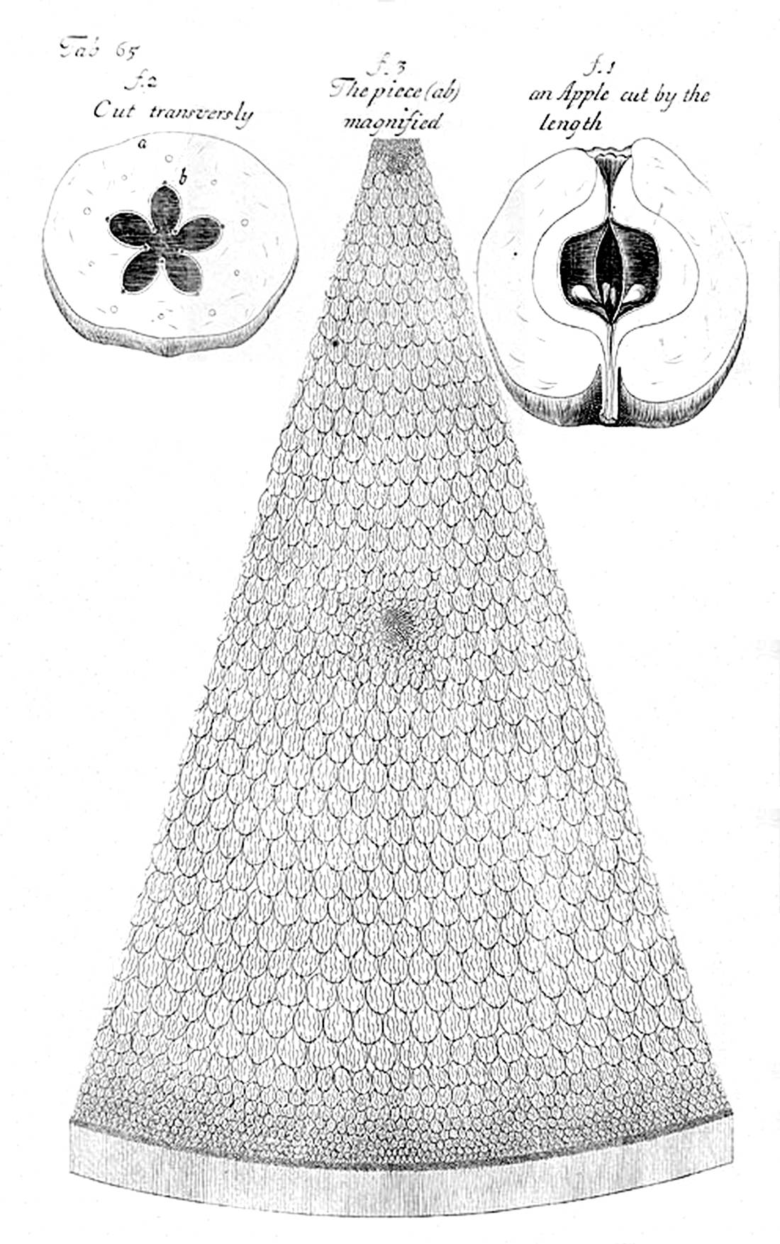 Tab 65