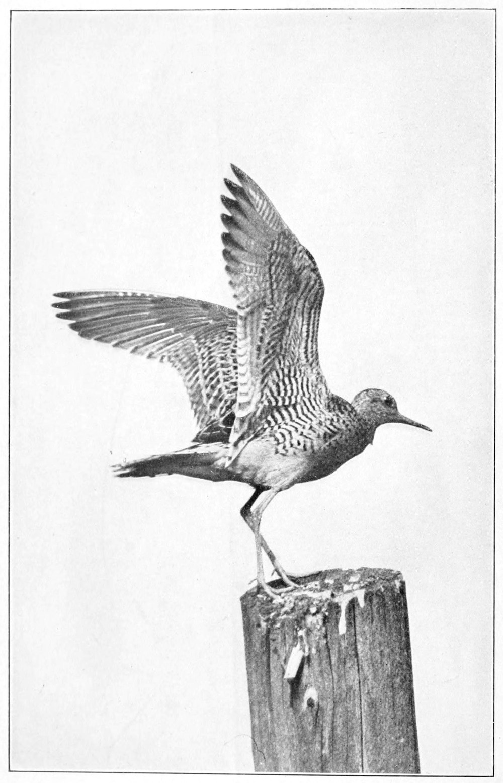Upland Plover