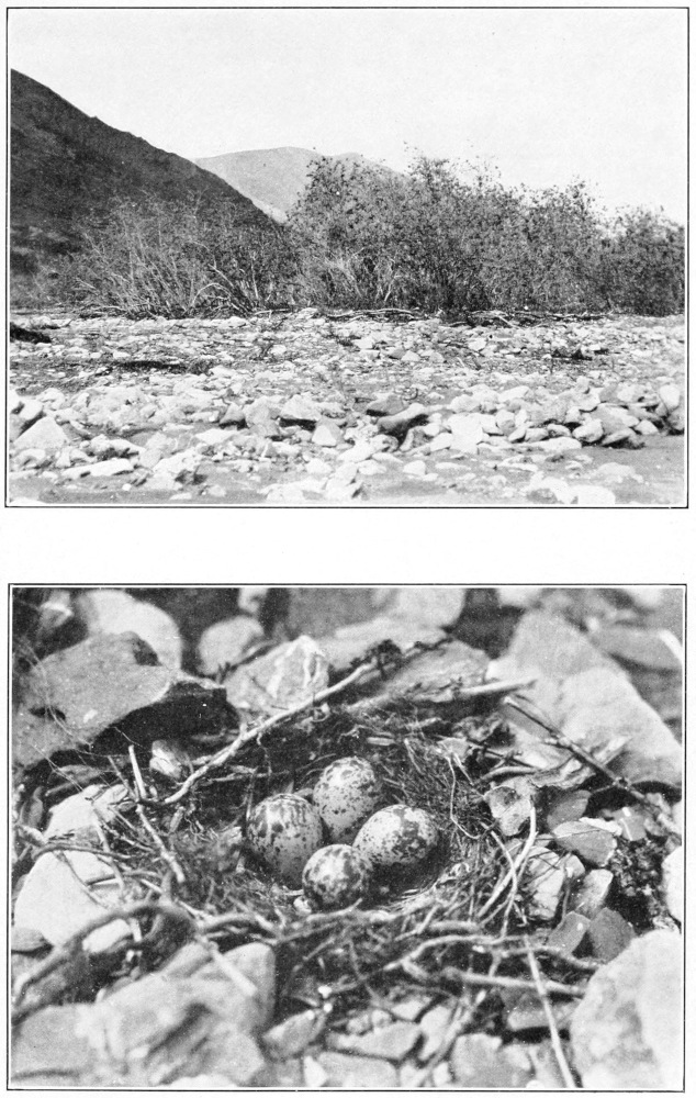 Wandering tattler