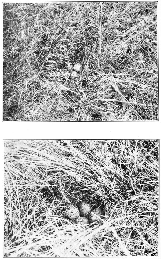 Upland plover