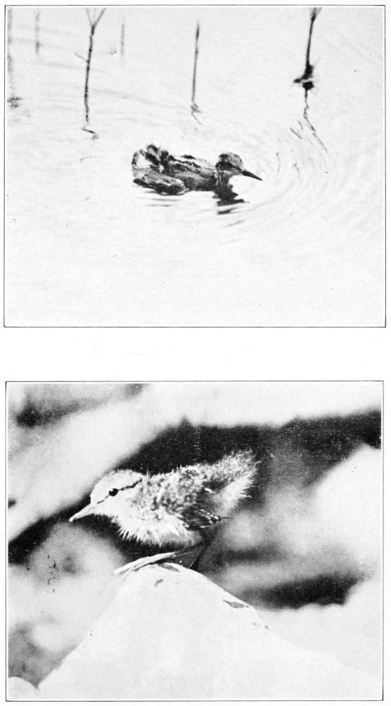 Spotted sandpiper
