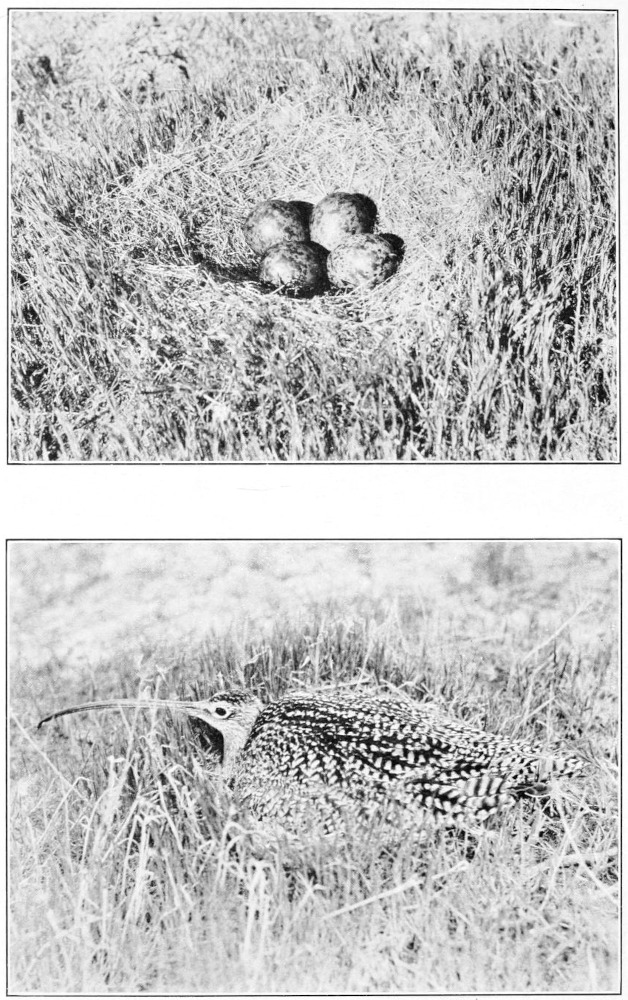 Long-billed curlew