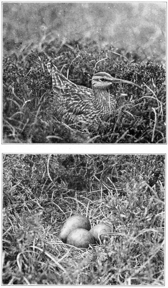 Whimbrel