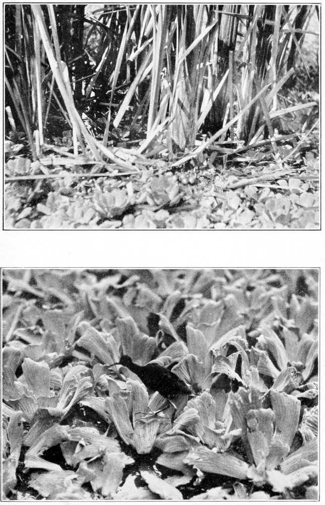 Mexican jacana