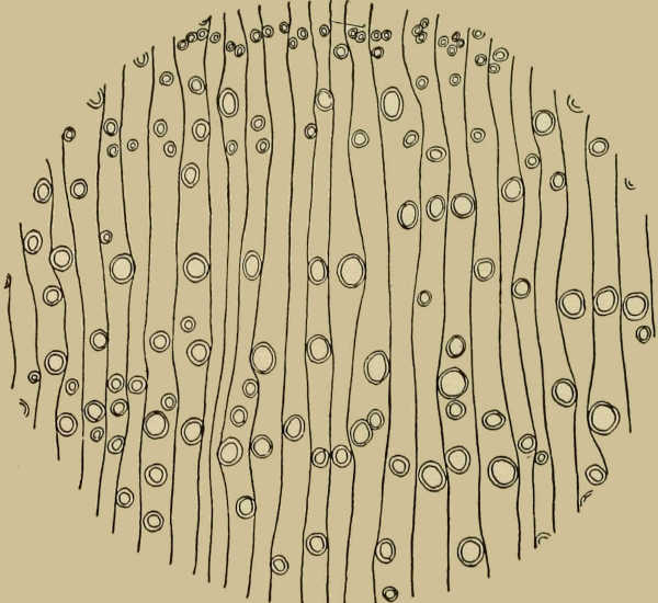 Cross section of Guaiacum from Haiti