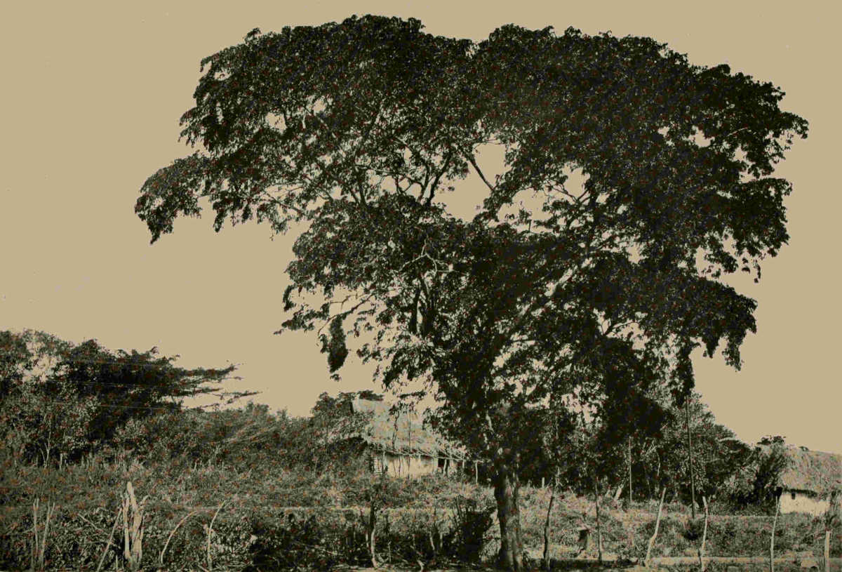 BULNESIA ARBOREA NEAR PORTO CABELLO, VENEZUELA