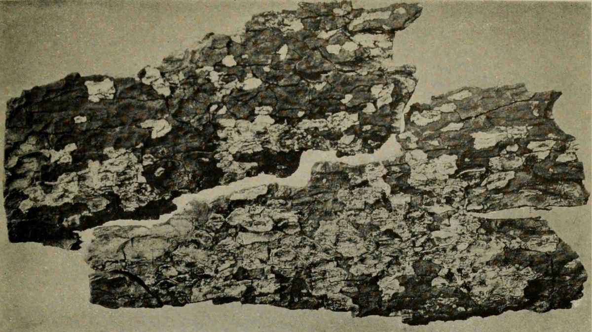 BARK OF HAITIAN VERA