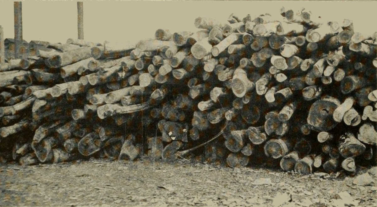 LOGS OF GUAIACUM SANCTUM FROM JAMAICA