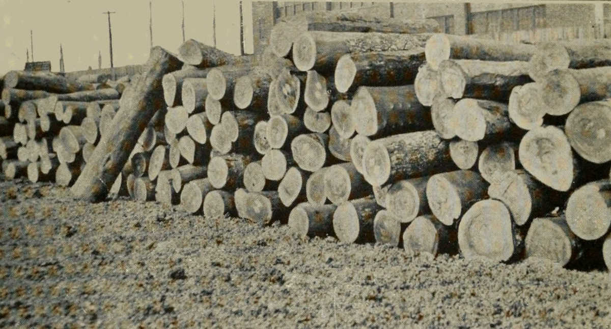 LOGS OF GUAIACUM SANCTUM VAR. FROM HAITI