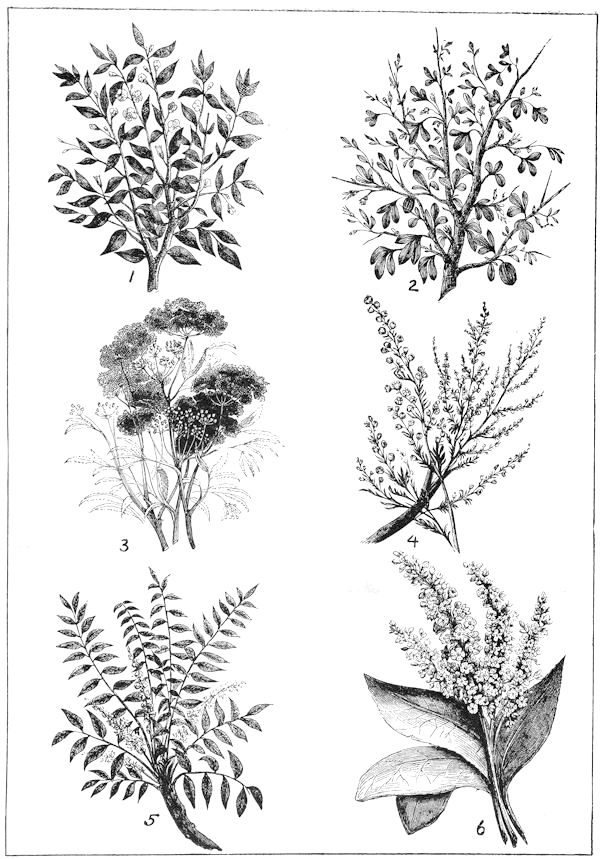 Drawings of various herbs