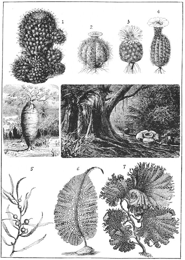 Drawings of various plants