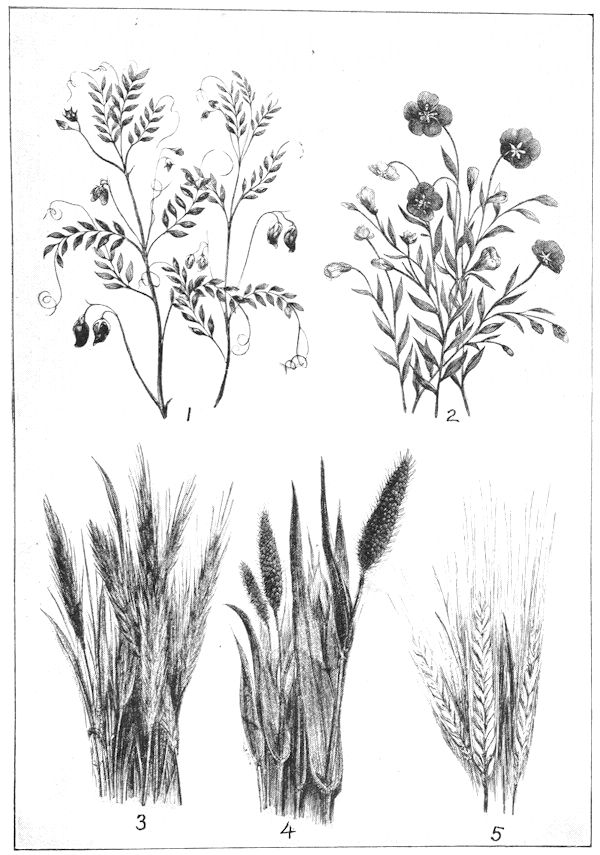 Drawings of various cereals