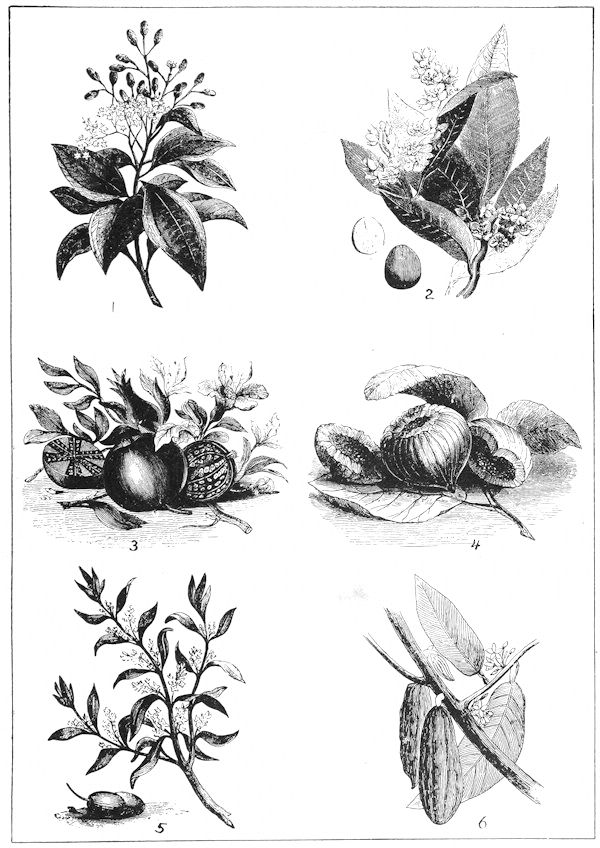 Drawings of various nuts