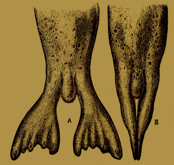Hind Flippers of Ringed Seal