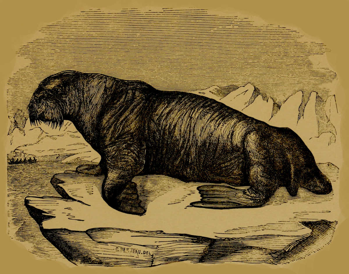 Walrus