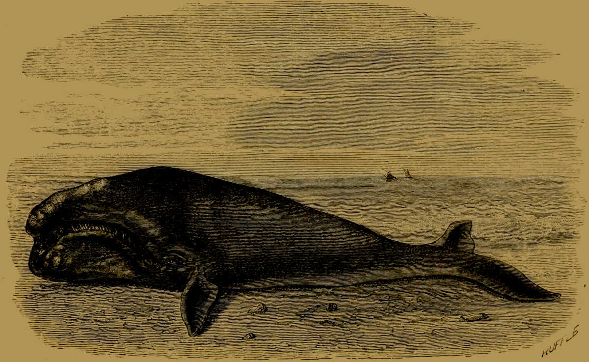 Atlantic Right-Whale