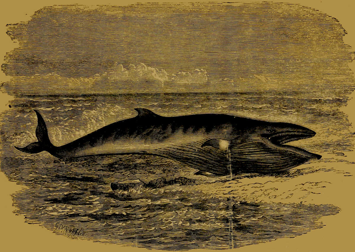 Lesser Rorqual