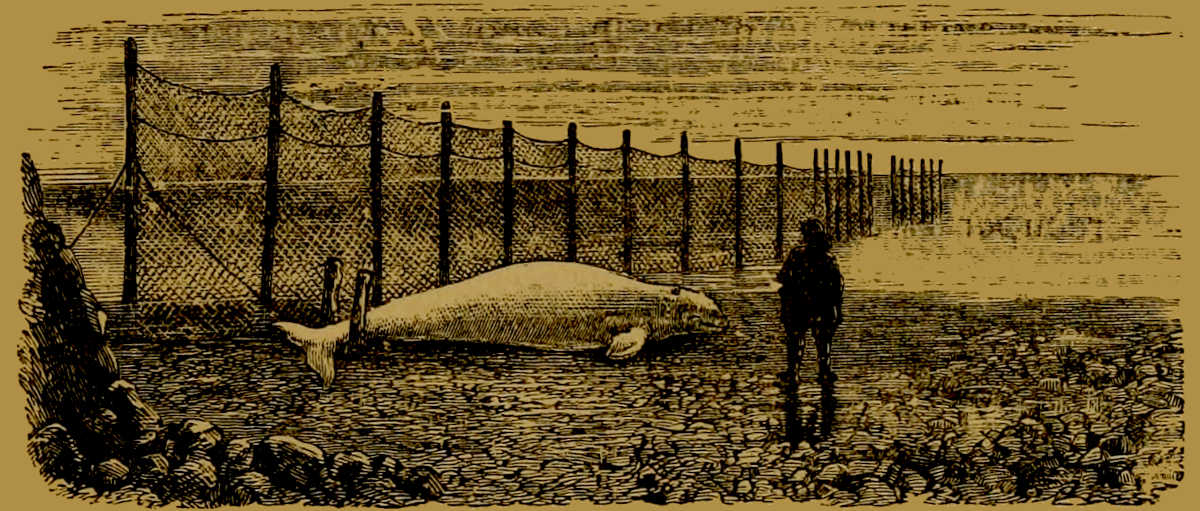Beluga
