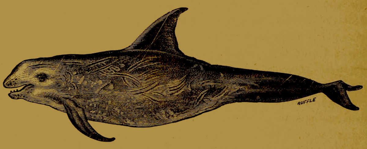 Risso’s Dolphin
