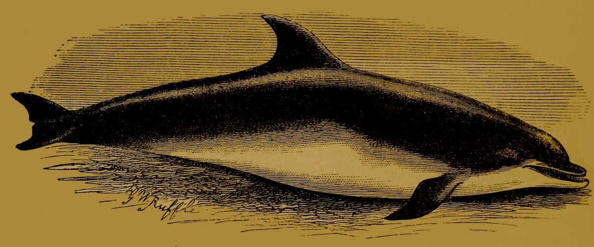 Bottle-nosed Dolphin