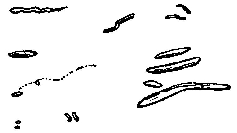 line drawing of microbes