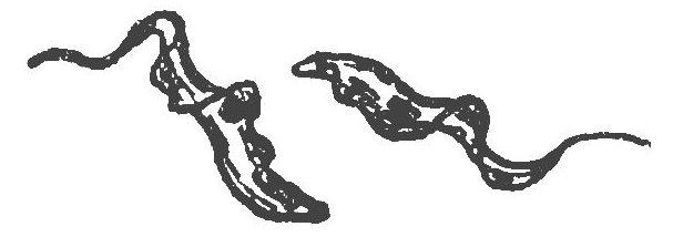 line drawing of trypanosomes