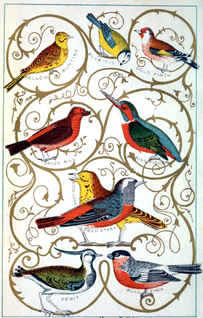 YELLOW BUNTING     BLUE TIT     GOLD FINCH CROSS BILL      KINGFISHER RED-START PEWIT      BULL-FINCH