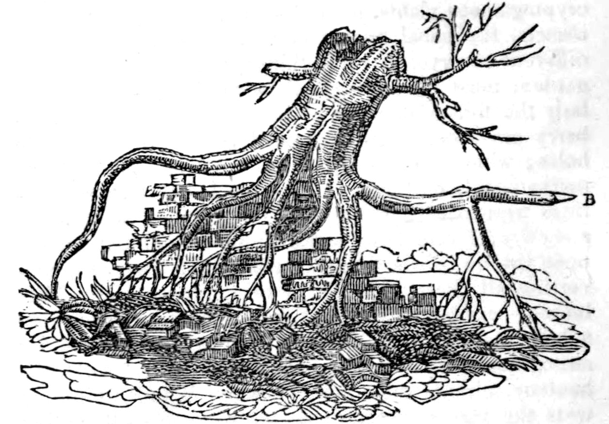 An old black-and-white engraved illustration of a leafless tree stump with long, exposed roots spreading outward like tentacles, twisting across rocky ground and rubble, with a stark, desolate landscape in the background.