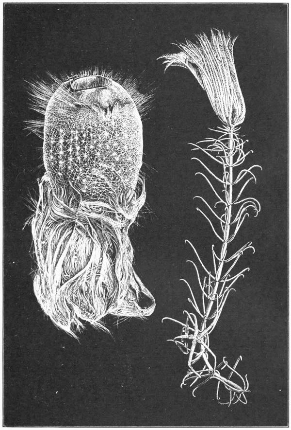 Zoophytes