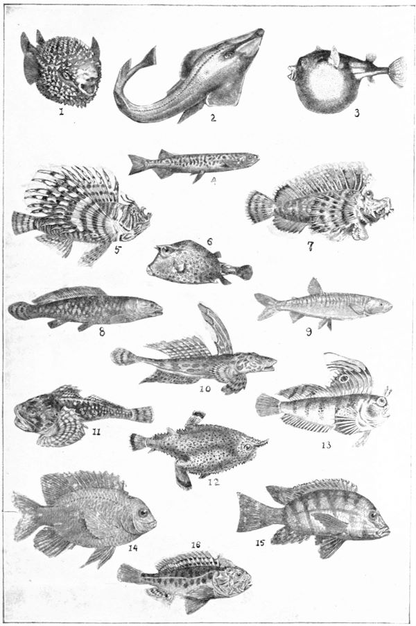 Drawings of sixteen rare fish