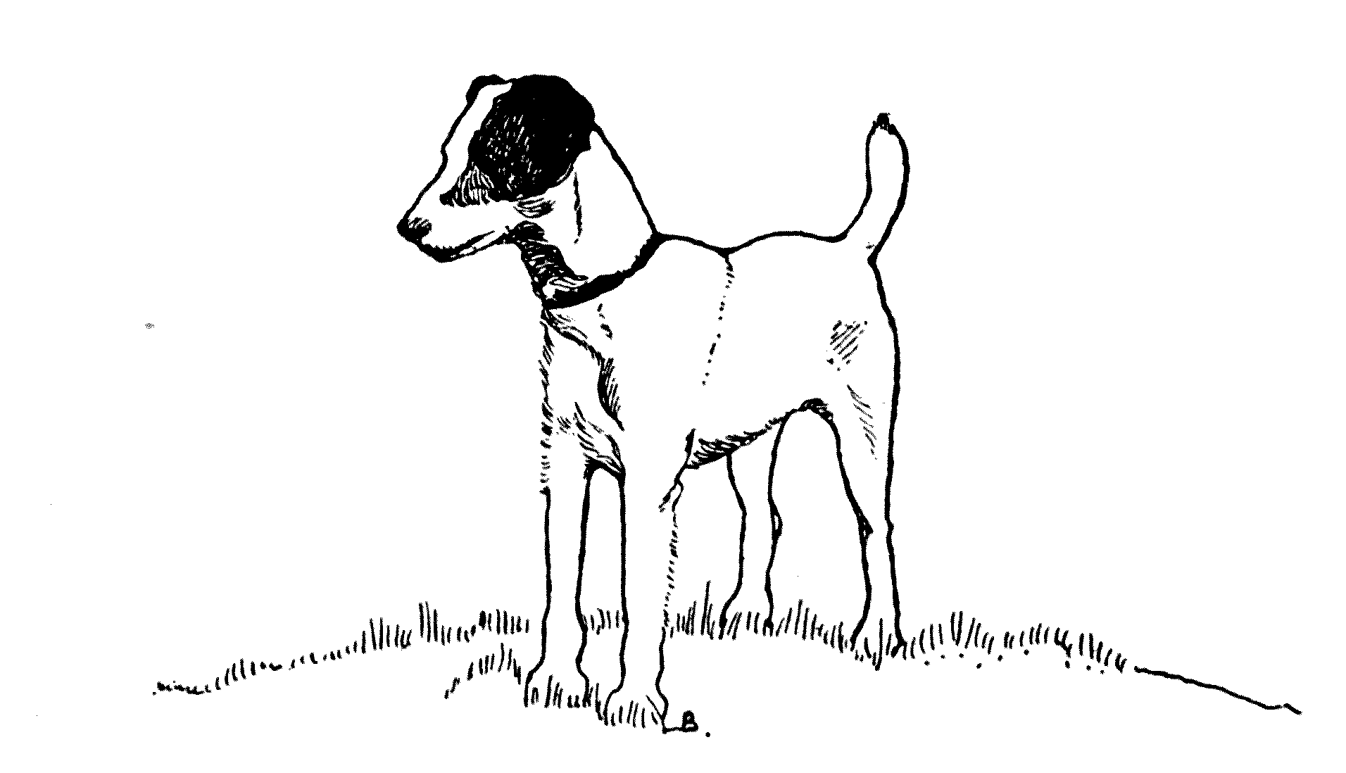 a dog