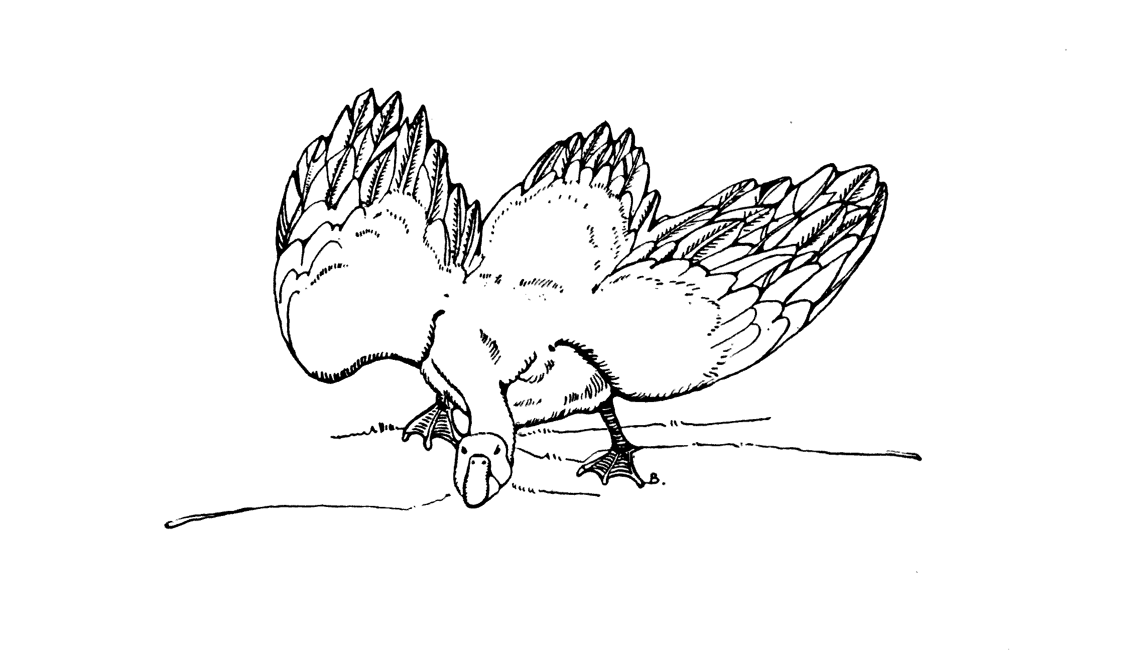 goose, head bent to the ground and wings wide