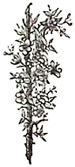 image004