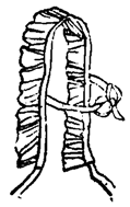 Capotte